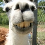 Killer Llama (click photo to enlarge) Llama Arrested--Goes On Vicious Attack